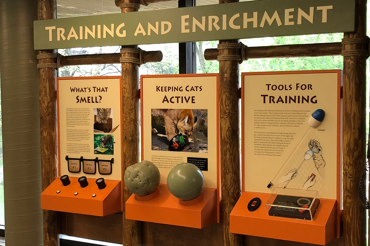 large cats exhibit